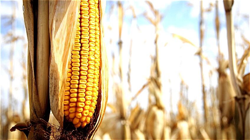 Corn.jpg