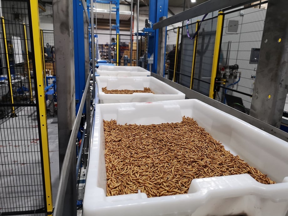Global investments and technology advances in insect protein: Spotlight on Tebrio, Entosystem, Entocycle and EnviroFlight