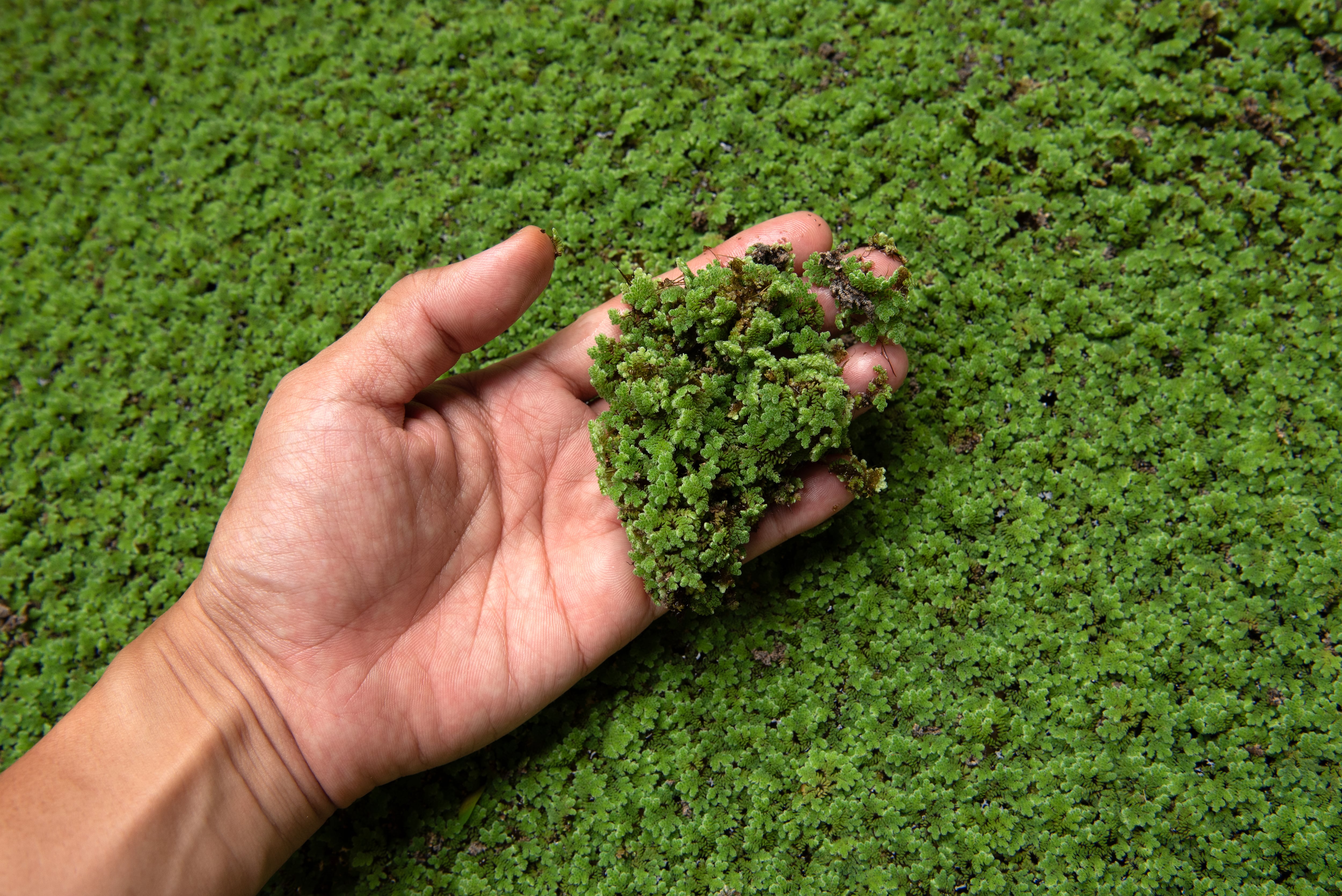 Duckweed approved by EU