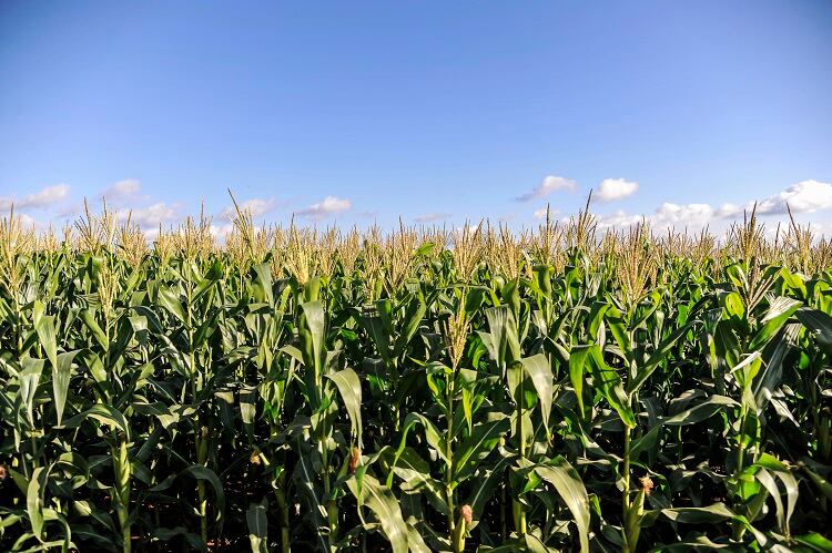 EUDR-Maize-GettyImages-Anderson-Coelho.jpg