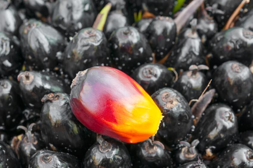 palm-oil-fruit-black.jpg
