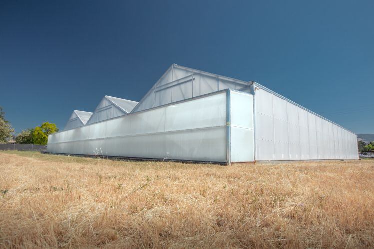 Iron-Ox-Gilroy-Greenhouse.jpg