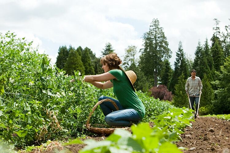 Value-adding ‘organic conversion’ label to reduce financial burden for farmers