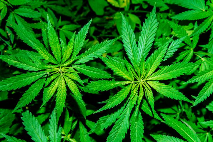 UNPA announces hemp policy, signs up first CBD member