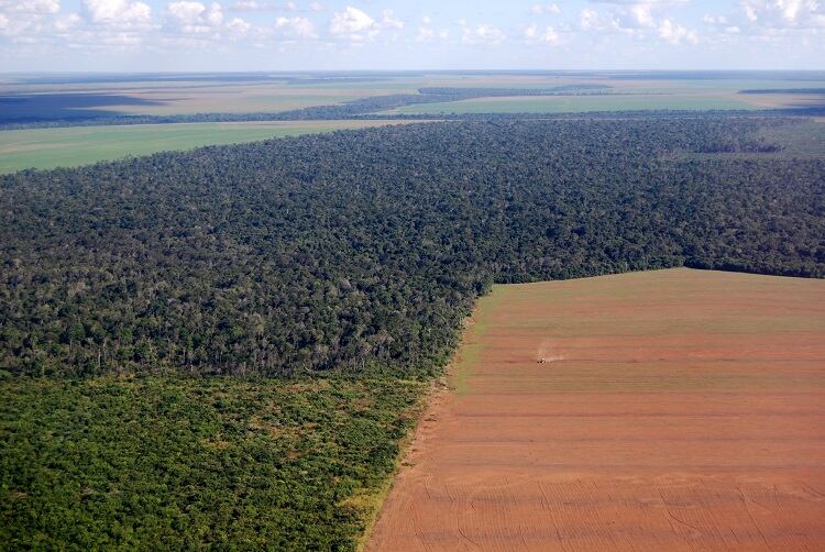 deforestation-brazil-Phototreat.jpg