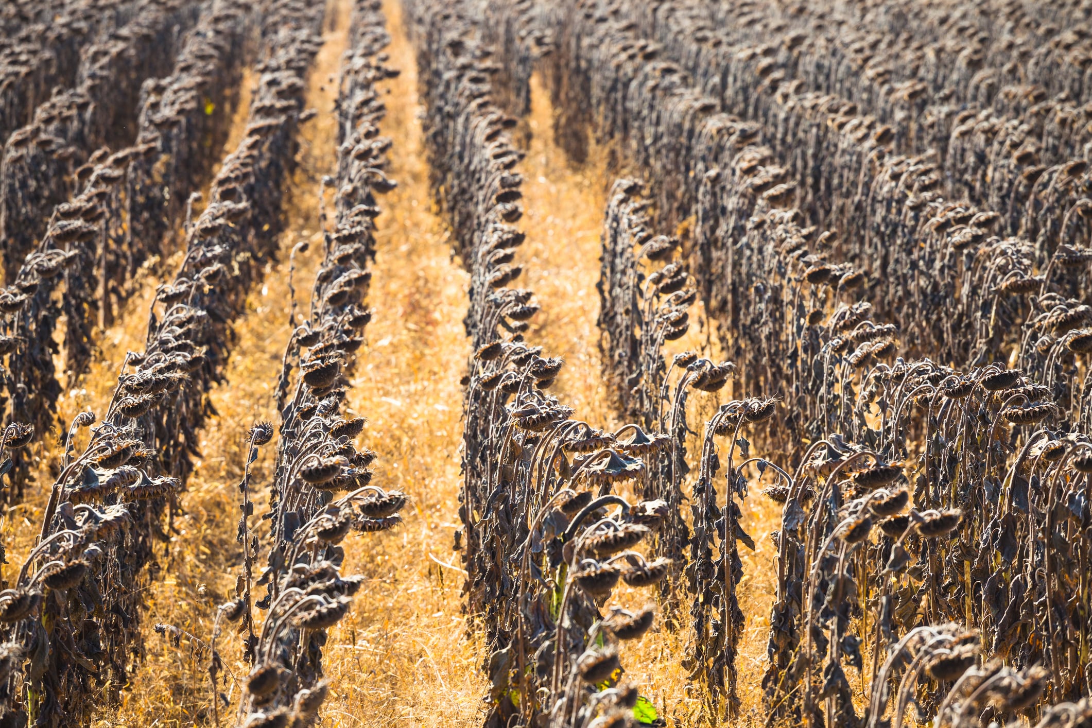 Vintage withered sunflowers in the autumn field