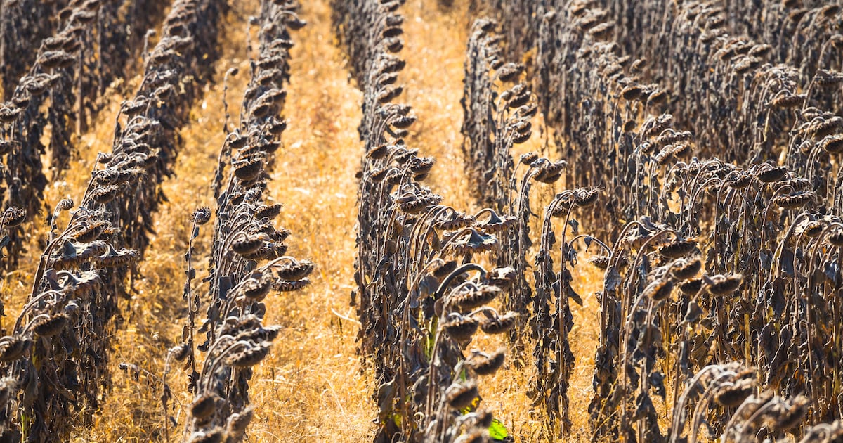 Climate change is an existential threat to food