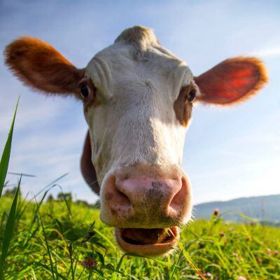 Maple-Hill-Creamery-Cows.jpg