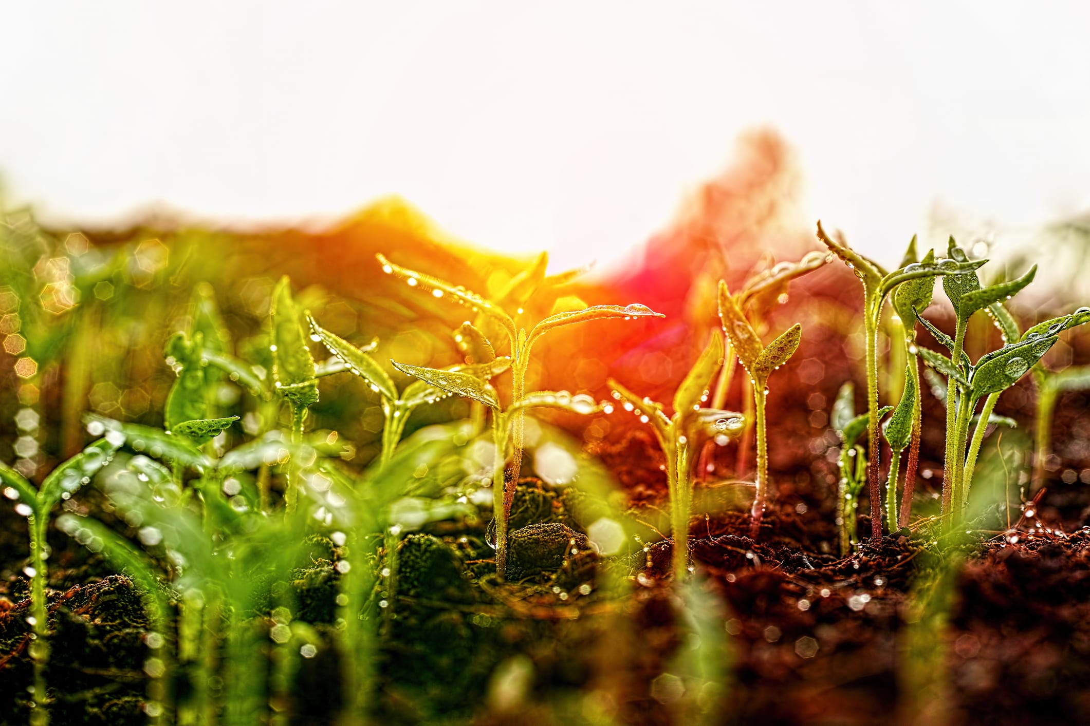 Consumer demand for regenerative agriculture lags as budgets tighten