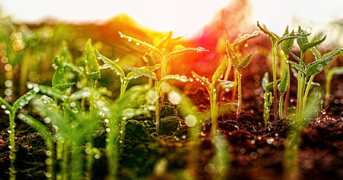 Consumers don’t care about regenerative agriculture - yet