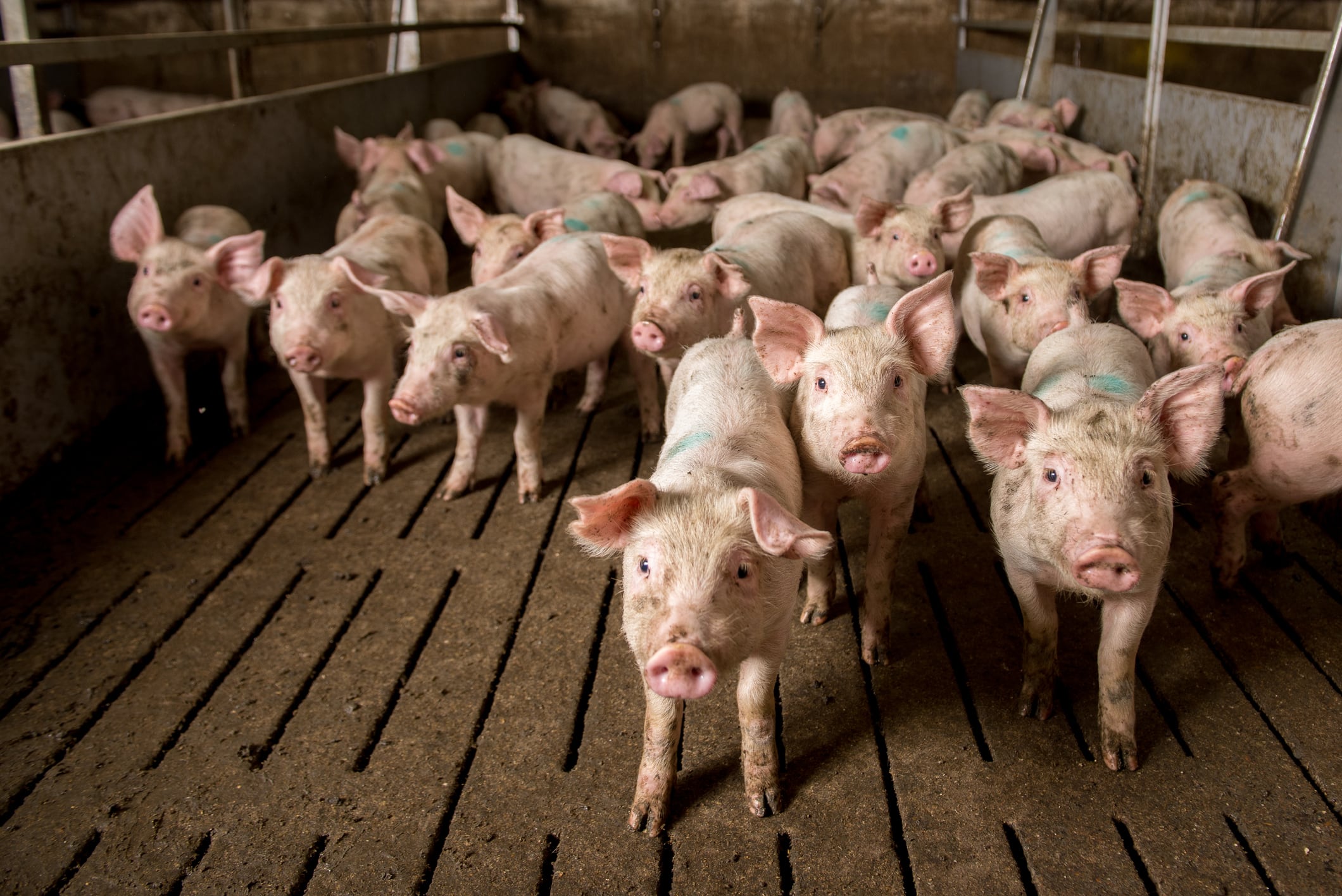 ‘Relief’ as no-deal meat exports hurdle cleared