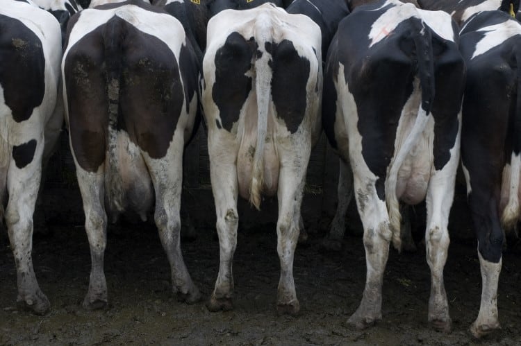 Dairy farmer handed $19K bill over ‘polluting dam of manure’