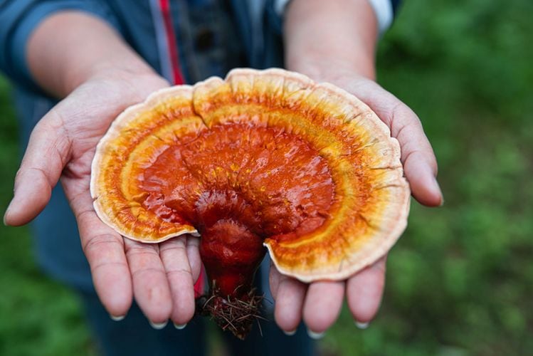 Shroom-boom!-Medicinal-mushrooms-in-focus-with-Sempera-Organics-and-Orgenetics.jpg