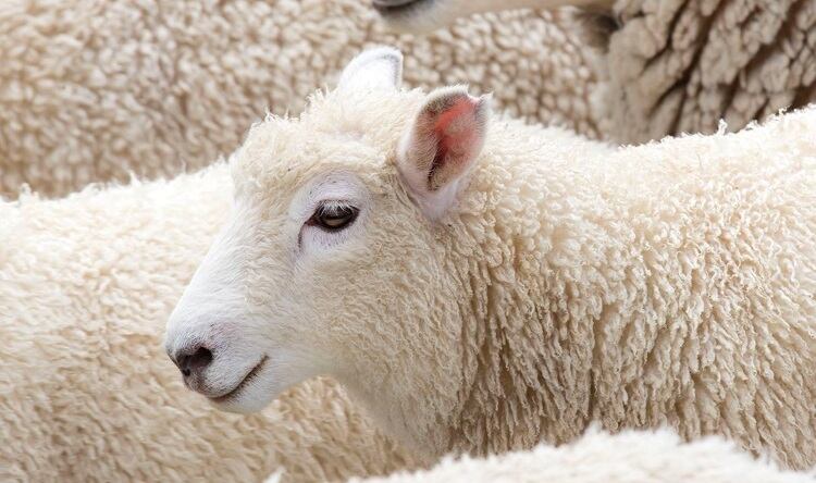 Silver Fern Farms to close pelt plant