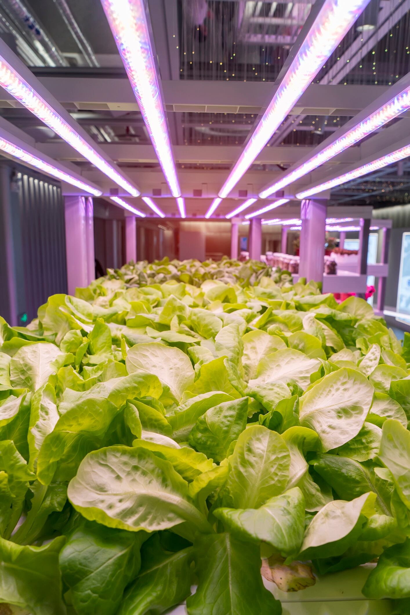 Vertical-Farm-GettyImages-981285770.jpg