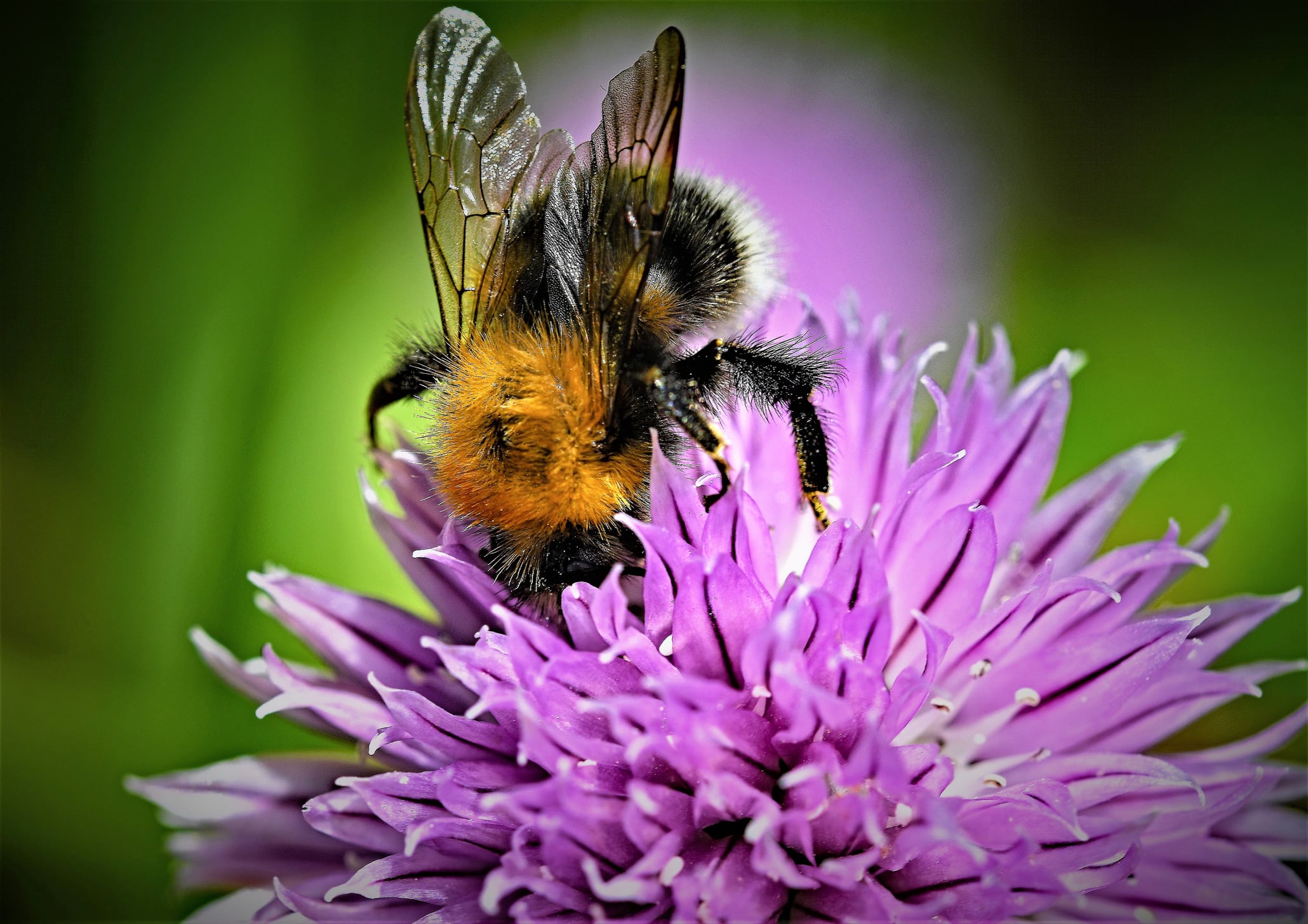 Ag start-up pioneers bee-powered crop protection promising better quality fruit to retailers and consumers