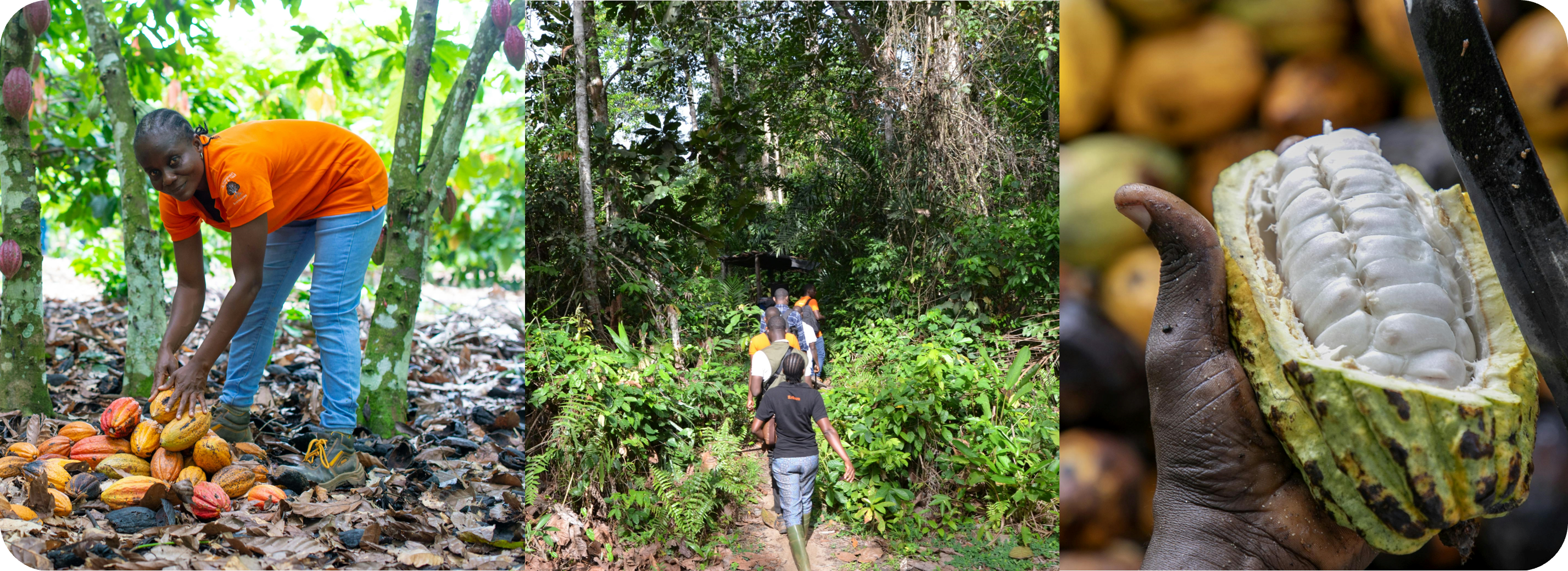 Field visit by the Earthworm Foundation team in Ivory Coast, supporting on-the-ground forest conservation efforts under the Cavally Forest project