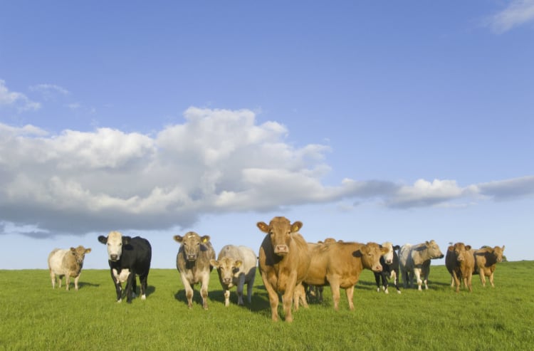 Meat-Institute-revises-animal-care-guidelines.jpg