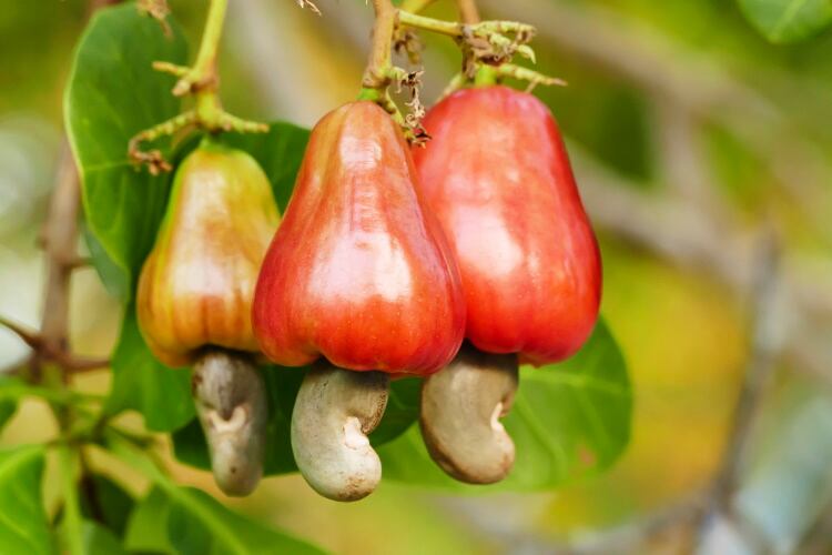 GettyImages-olovedog-cashew-cashews.jpg