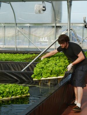 SUNCREST_USA_HARVEST.jpg