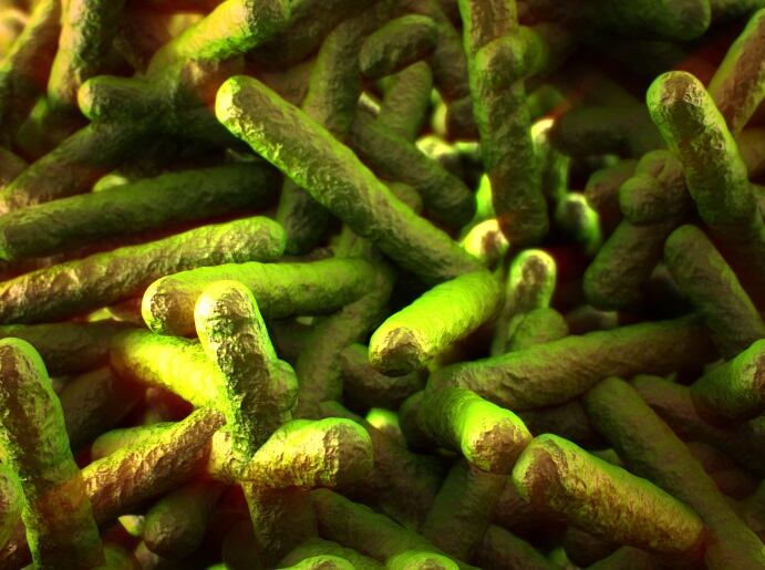 Listeria.jpg