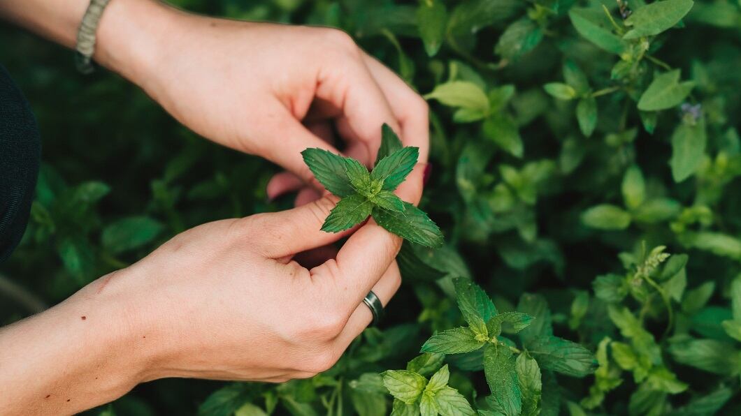 Indie-oral-care-Mint-producer-eyeing-new-opportunities-among-new-players.jpg