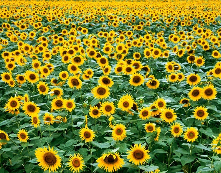 Plant- and meat-based hybrids developed from sunflower side-streams: ‘Sensory properties are key to alt meat acceptance’