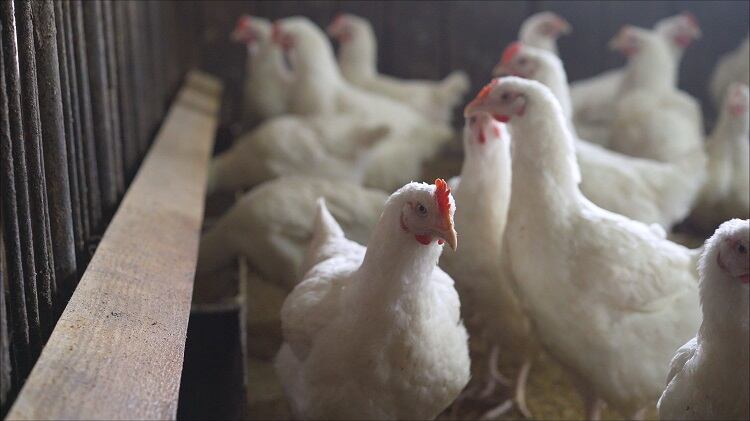 broiler-chicken-Ruslan-Sidorov.jpg