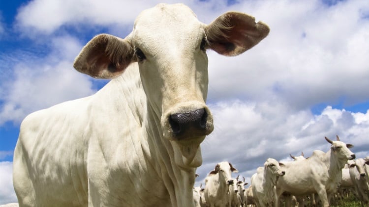 Brazil opens up Saudi Arabia market for live cattle trade