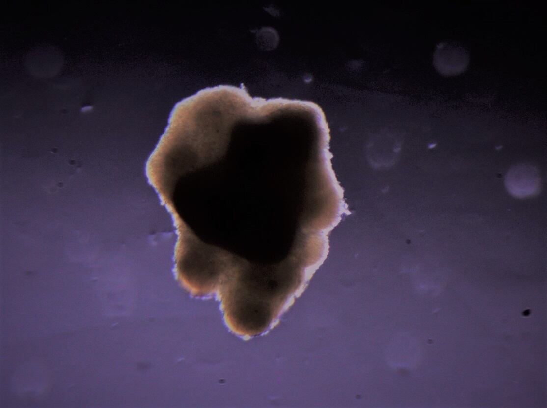 Aleph Farms prints lab-meat in space