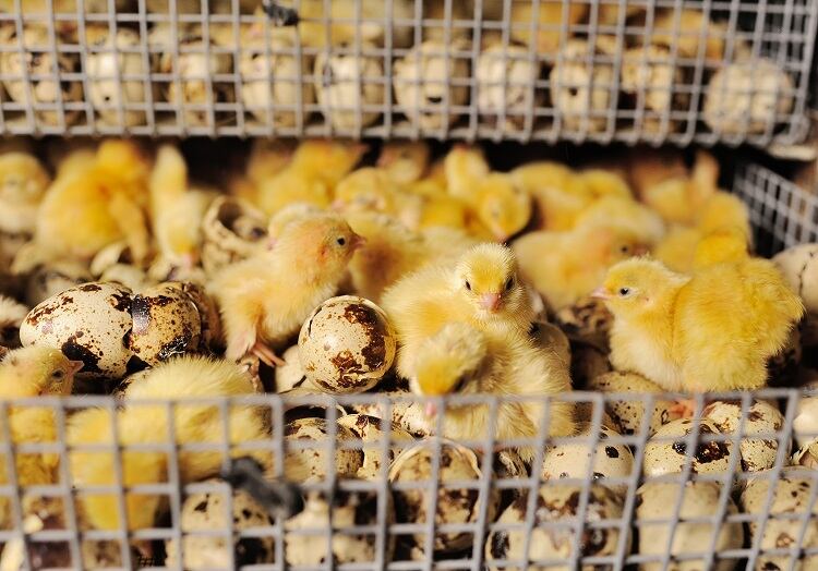 Europe to phase out caged farming: ‘A sustainable food system cannot exist without high animal welfare standards’