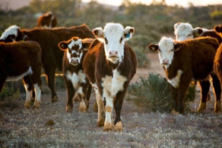 Australian meat boss warns of drought impact 