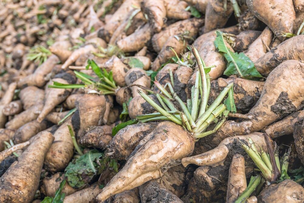 Beneo-Digestive-health-and-sugar-reduction-the-biggest-opportunities-in-LATAM.jpg