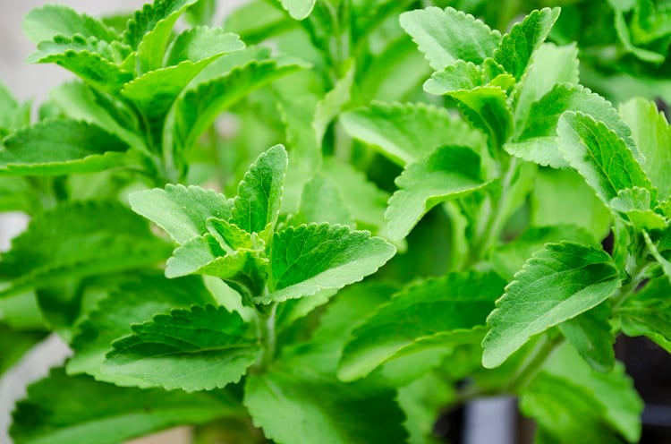 Fermentation-based stevia with ‘cleaner, sugar-like profile’ wins EFSA safety nod