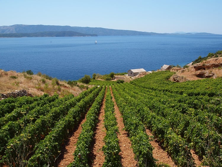 wine-GoranStimac.jpg