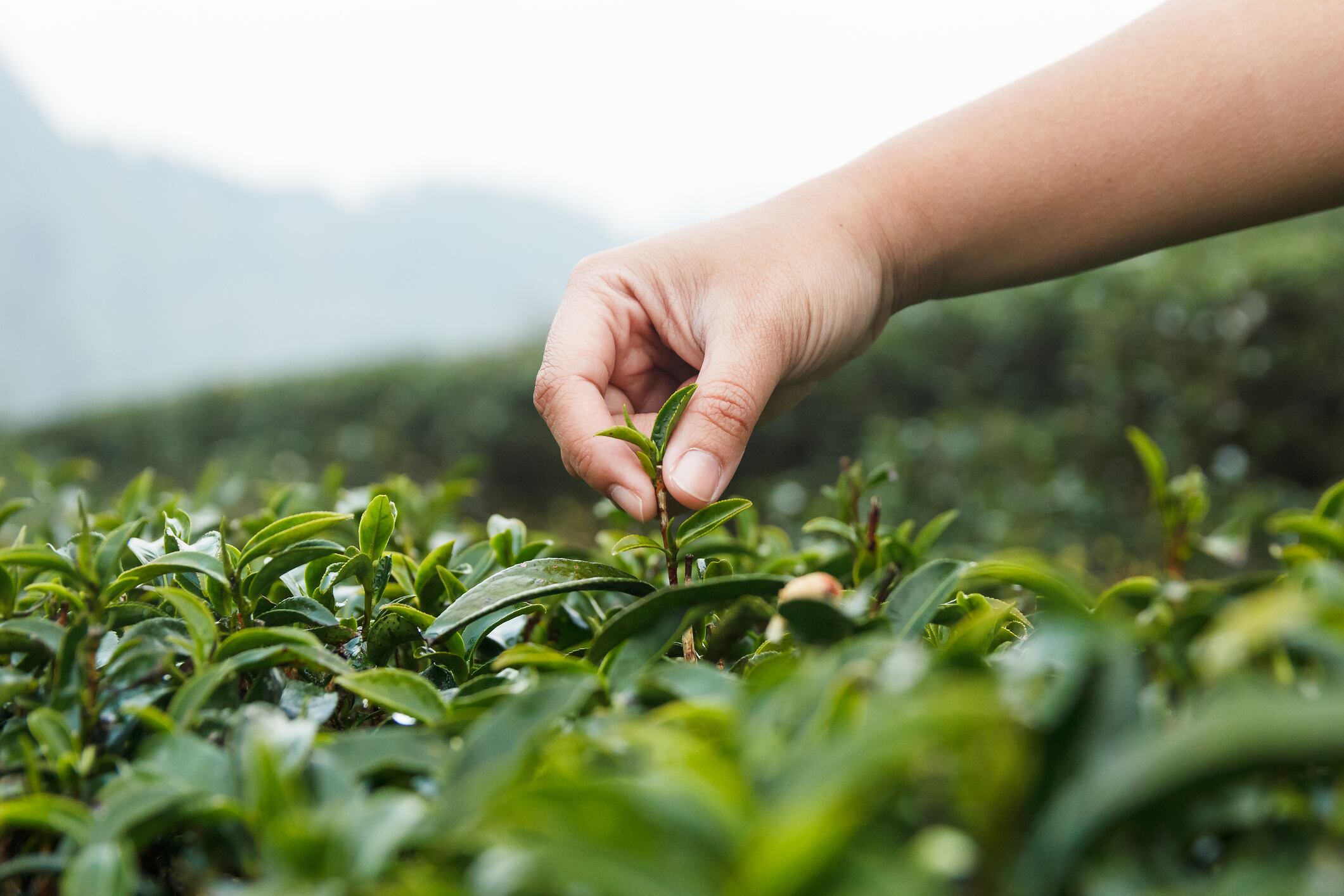 Argentine tea farmers earn Rainforest Alliance certification