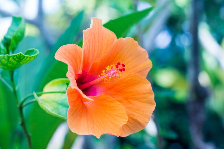 hibiscus-flower-Nittaya-Mungma-EyeEm.jpg