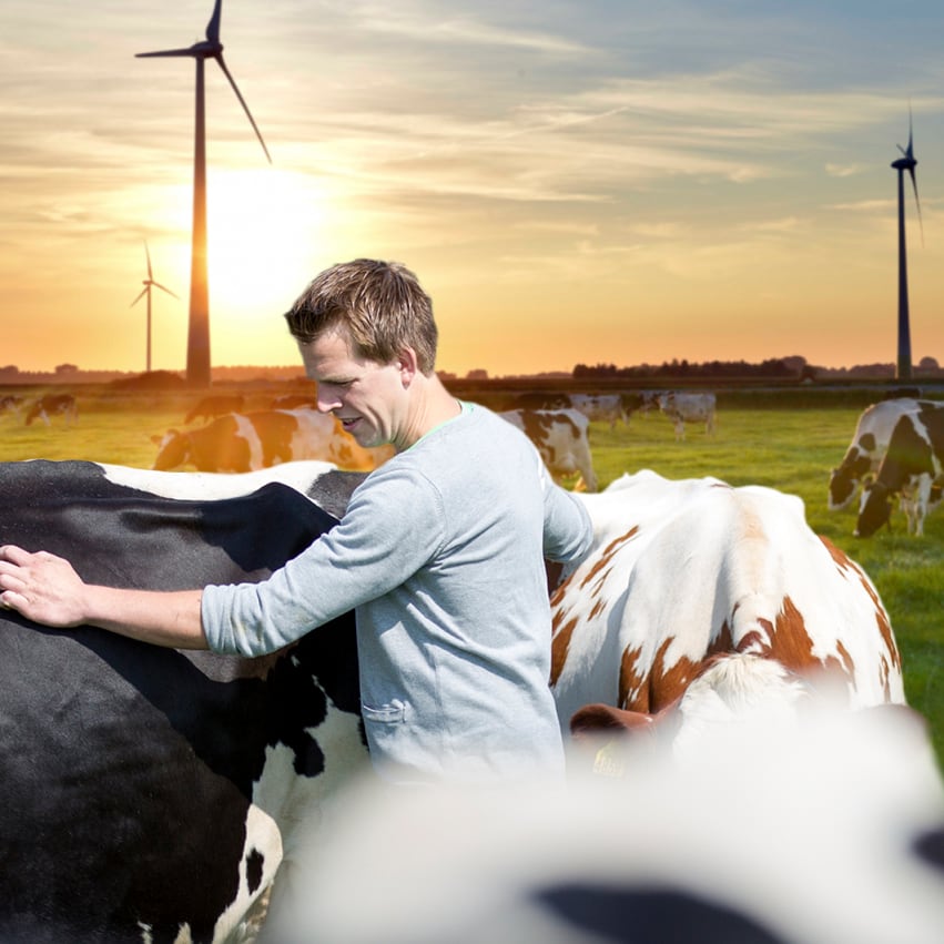 FrieslandCampina-and-Mondelez-looking-to-green-dairy-farms.png