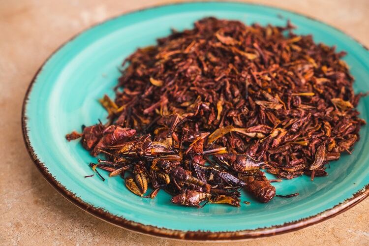 crickets-Indigoai.jpg