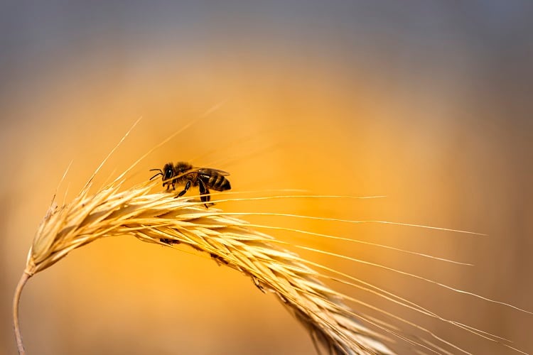 Bee study reveals environmental vulnerability and food production threat