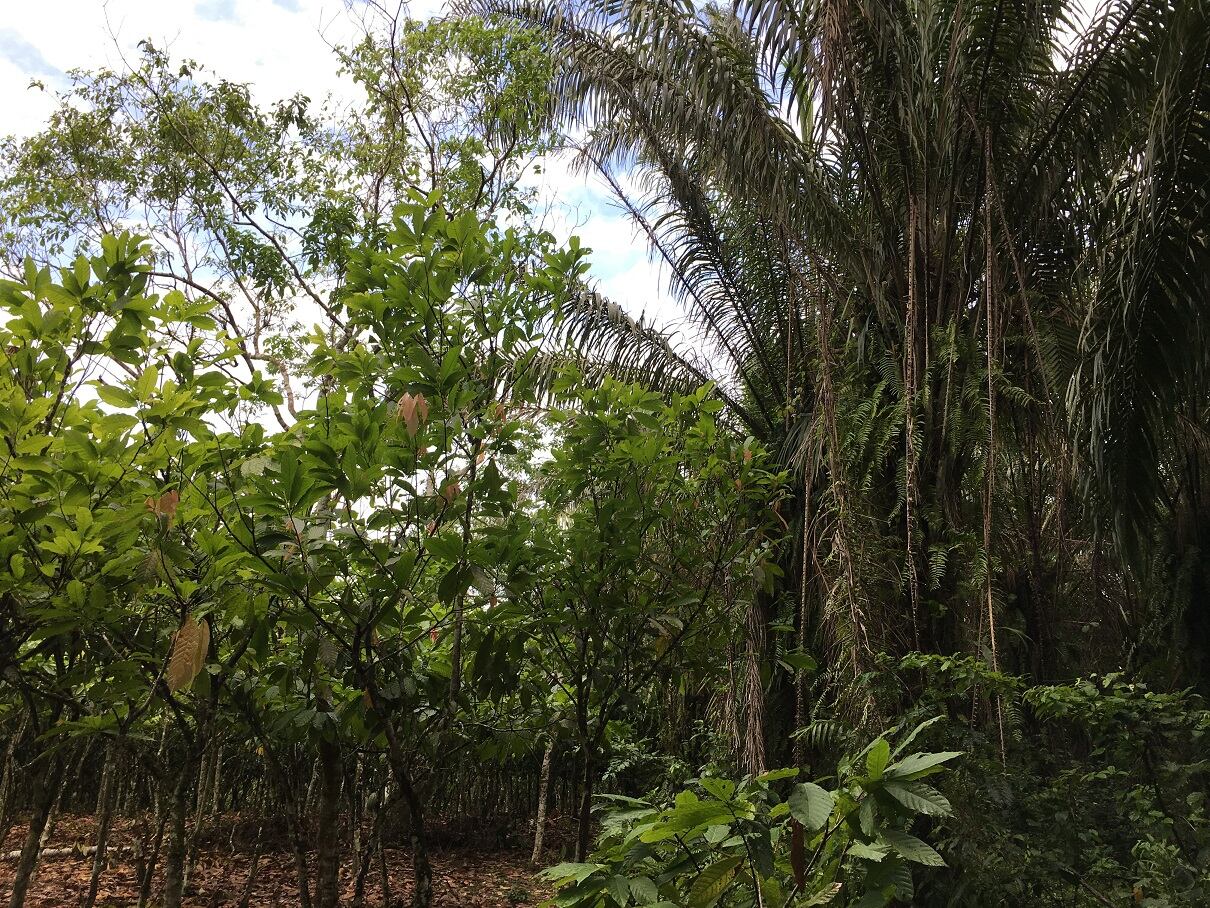Cocoa-farm-meets-rainforest.jpg