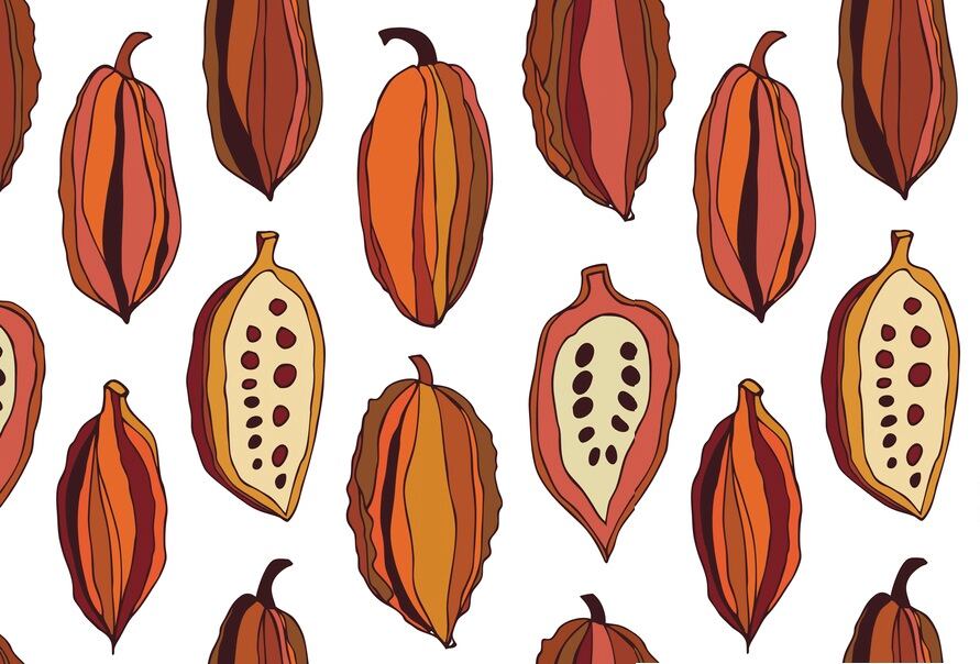cocoa-pod-graphic_GettyImages-Silmen.jpg