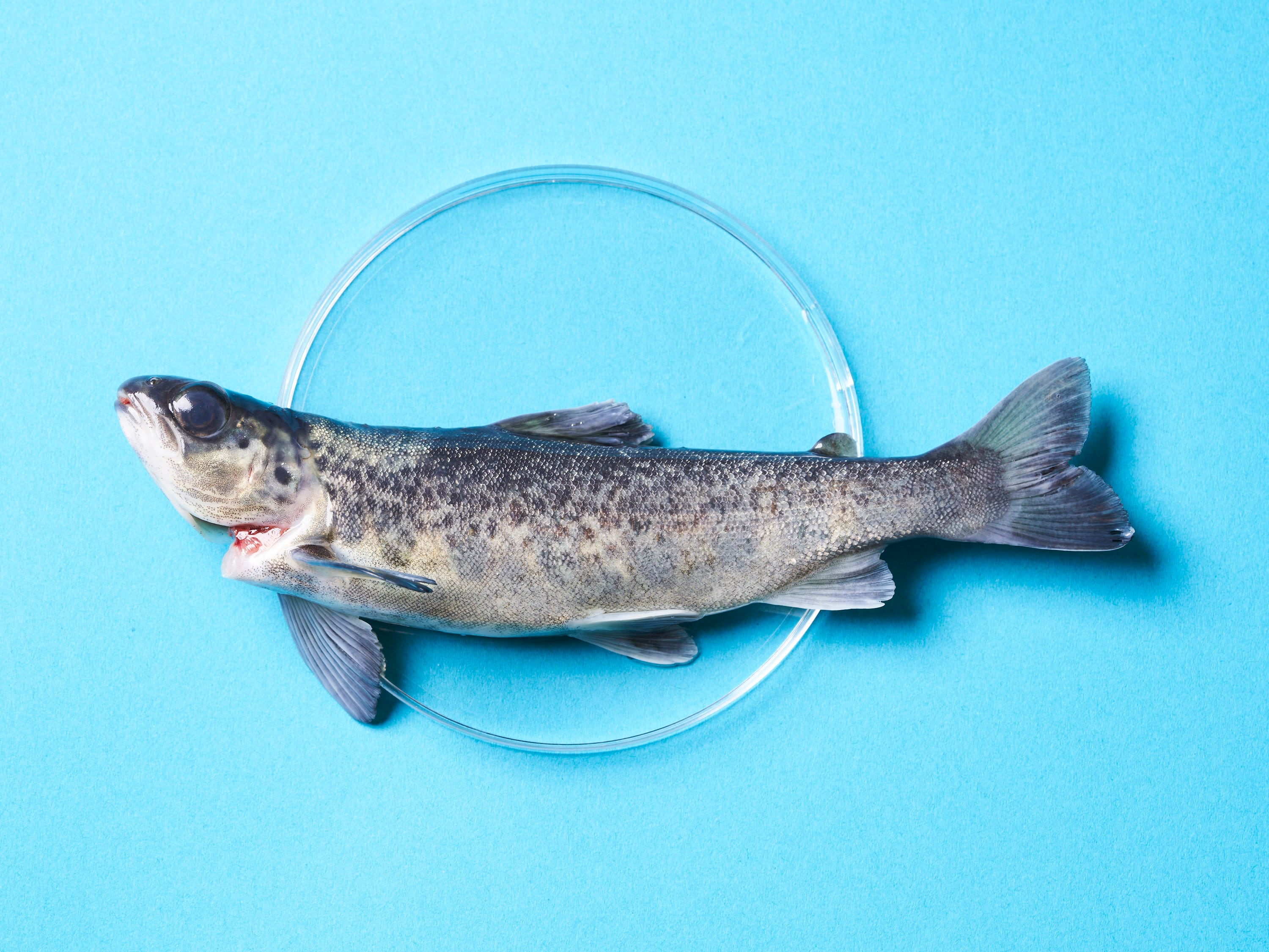 BLUU Seafood raises EUR 16 million in Series A funding to bring cultivated fish to market