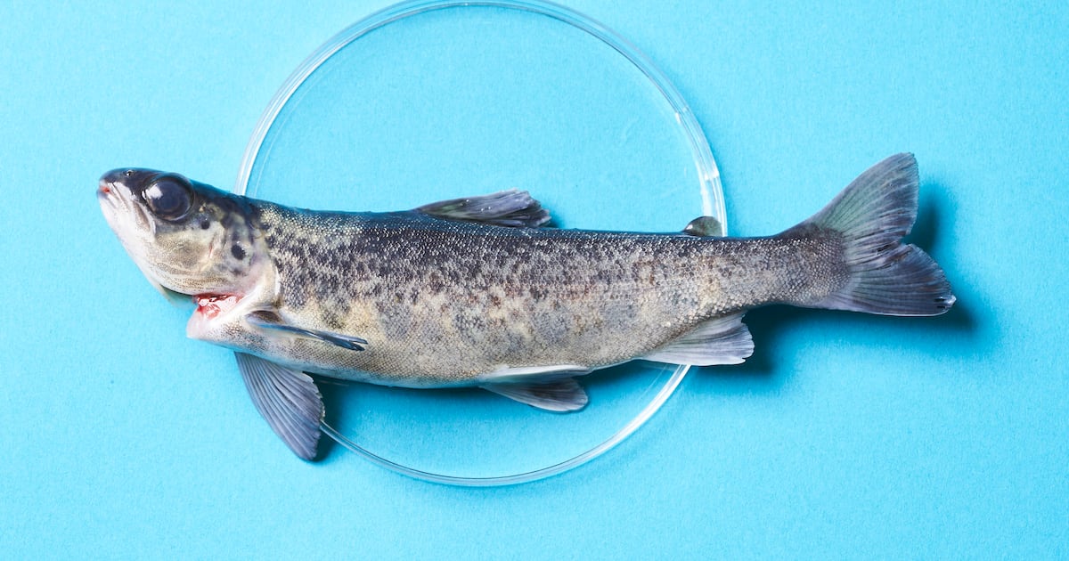 Bullu Fish BLUU Seafood raises EUR 16 million in Series A funding to bring ...