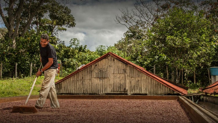 Cargill’s new CocoaWise portal opens up its supply chain to greater scrutiny