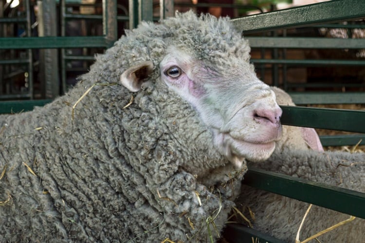 Sheep-slaughter-consultation-launched-by-government.jpg
