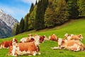Tapping into the power of DNA for meat traceability