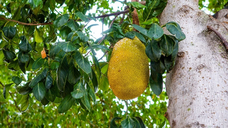 Fiber-Foods-eyes-US-expansion-for-dried-jackfruit-with-help-of-PeakBridge-funding.jpg