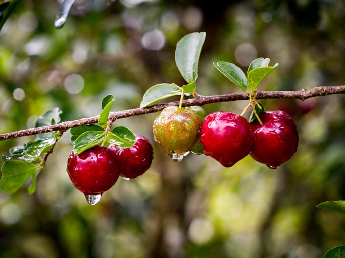 GettyImages-Rachael-Comber-acerola-cherry.jpg