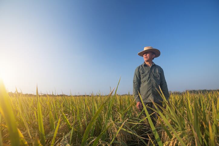 Kellogg to reward rice farmers for reducing greenhouse gas emissions